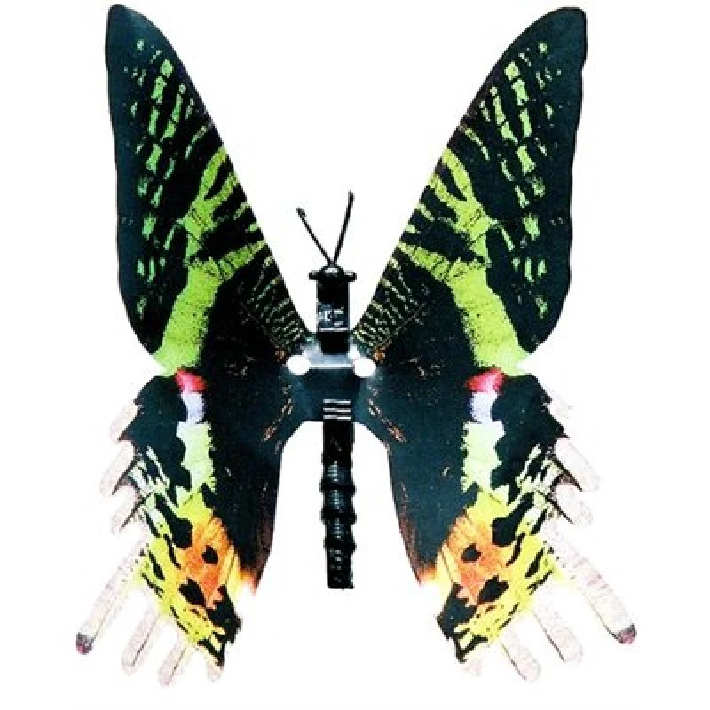 Flexinol Moving Butterfly (Urania)