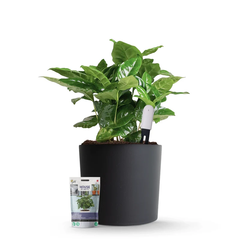 Xiaomi Plant Sensor Starterspakket